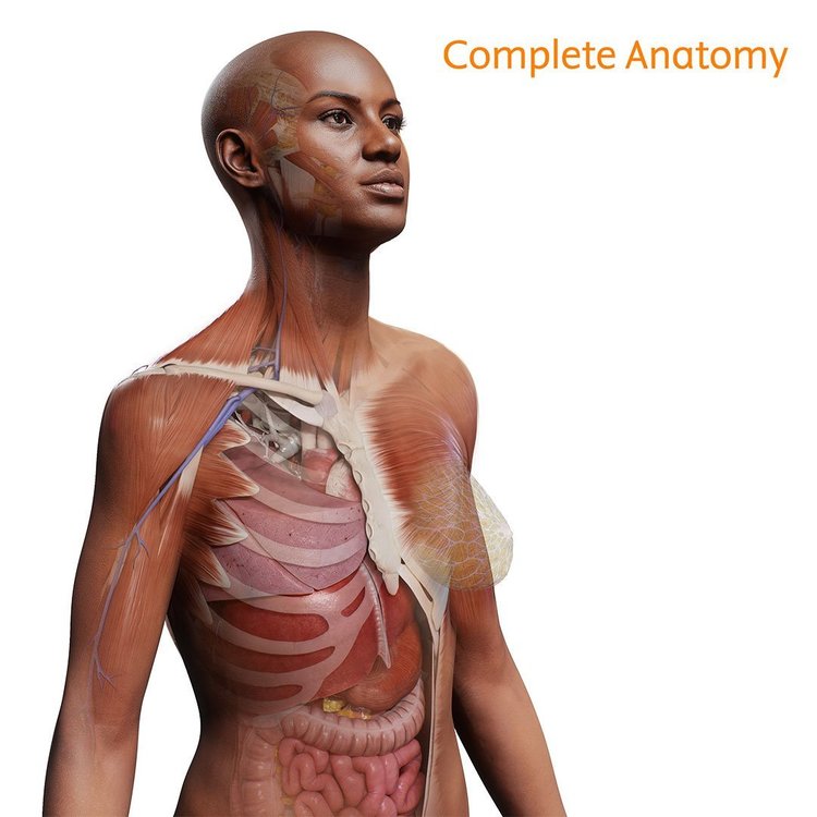 Complete_Anatomy_female.jpg